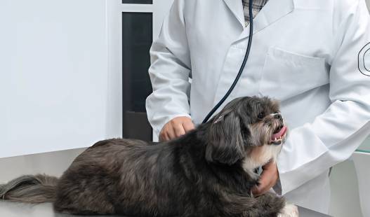 what-causes-roundworms-in-dogs